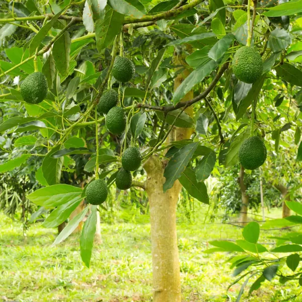 Hass Avocado Tree Seedling