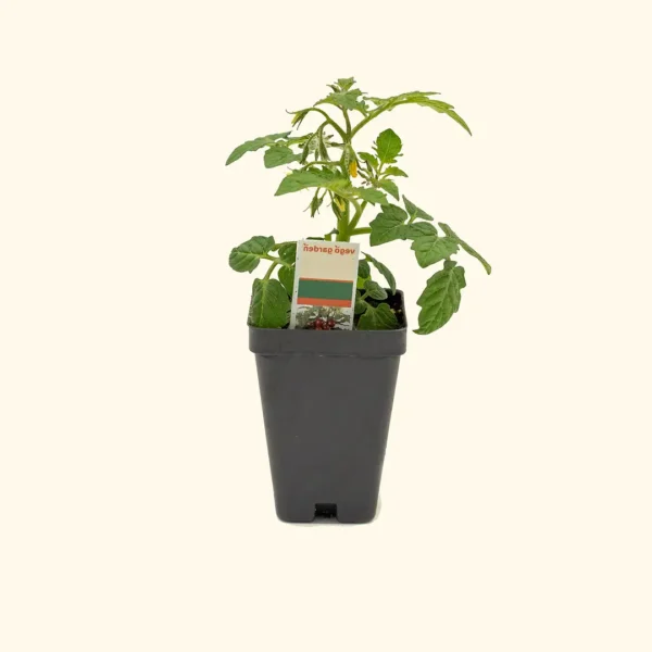 Kitchen Minis™ Red Velvet Tomato Seedling - Image 3