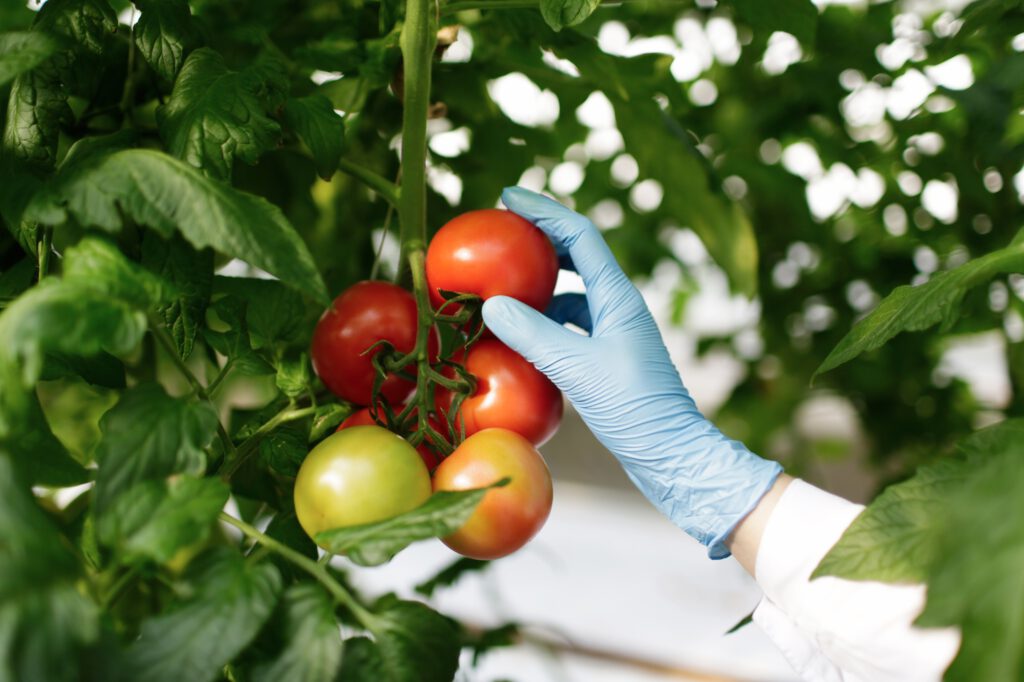 Food scientist showing tomatoes in greenhouse