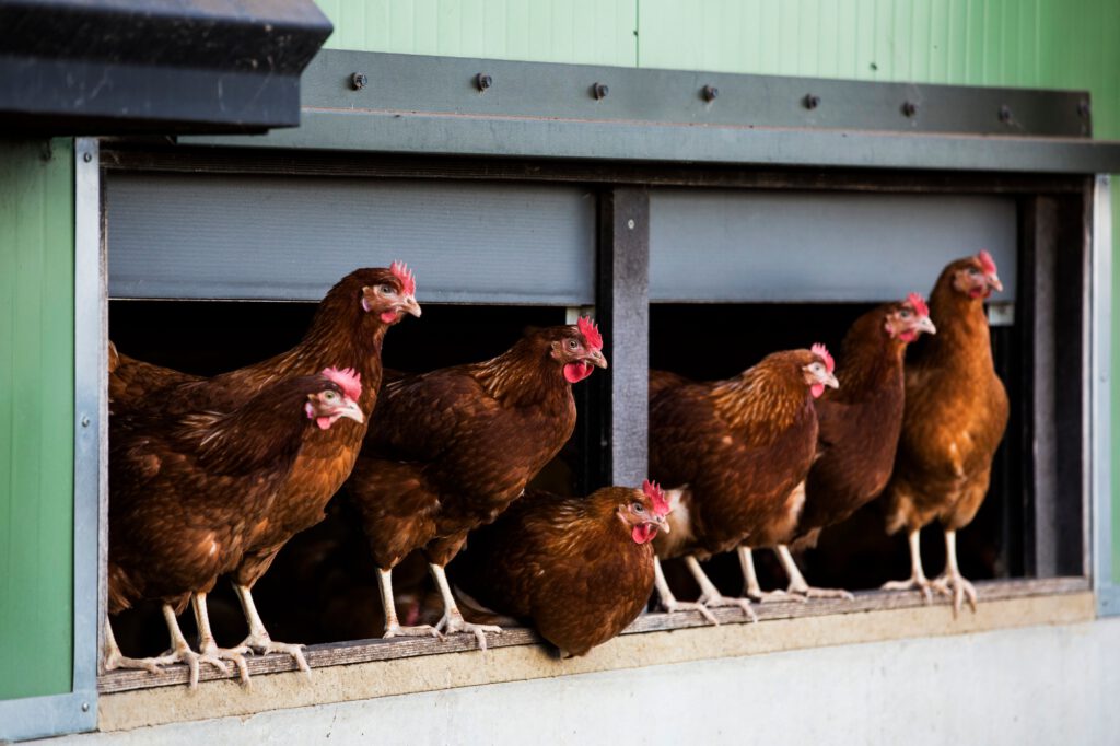 Free range chickens emerging from a hen house.