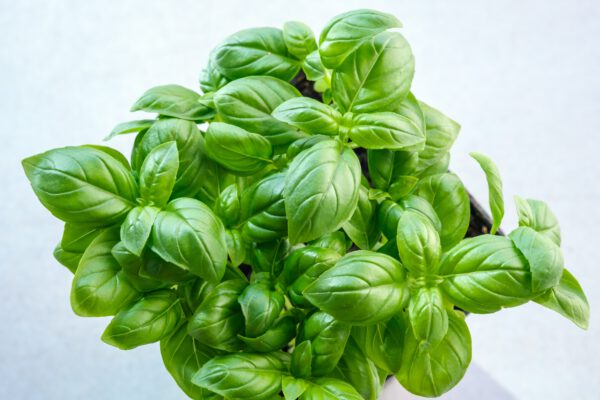 Basil - Sweet