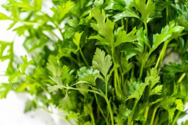 Parsley - Image 3