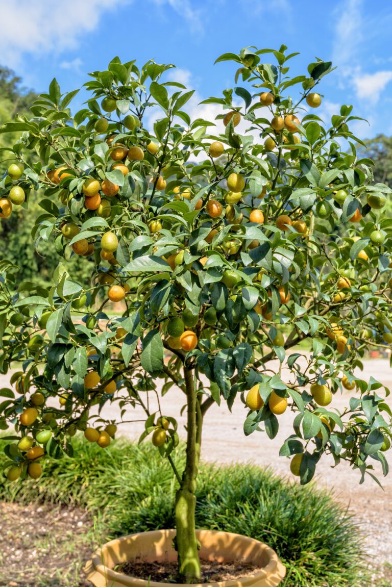 Orange fruit on the tree