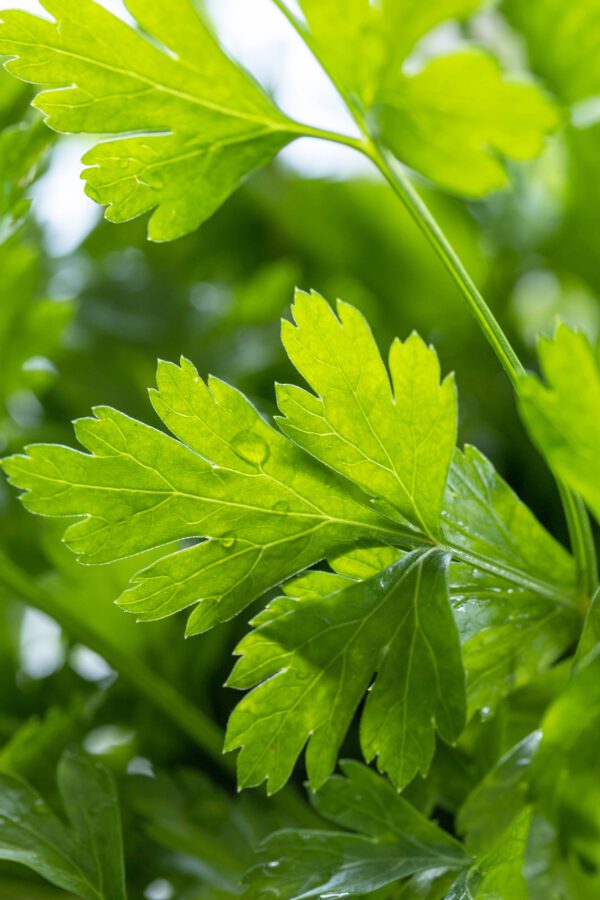 Parsley - Image 2