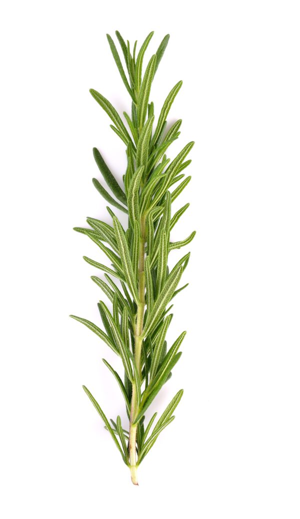 Rosemary