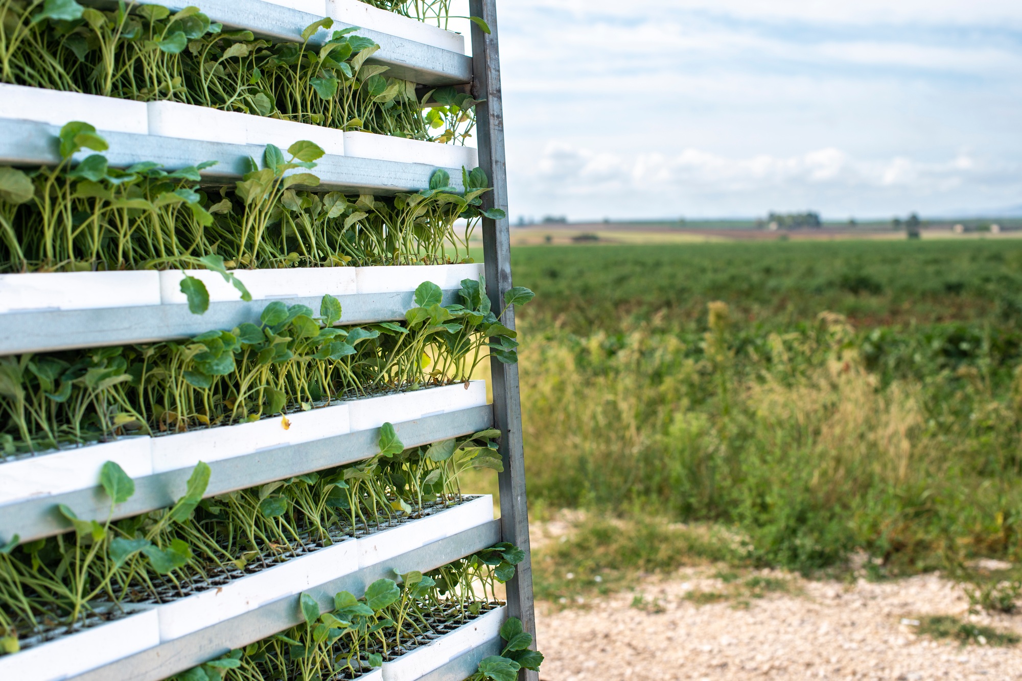 Seedlings in packages placed on shelving in the field.