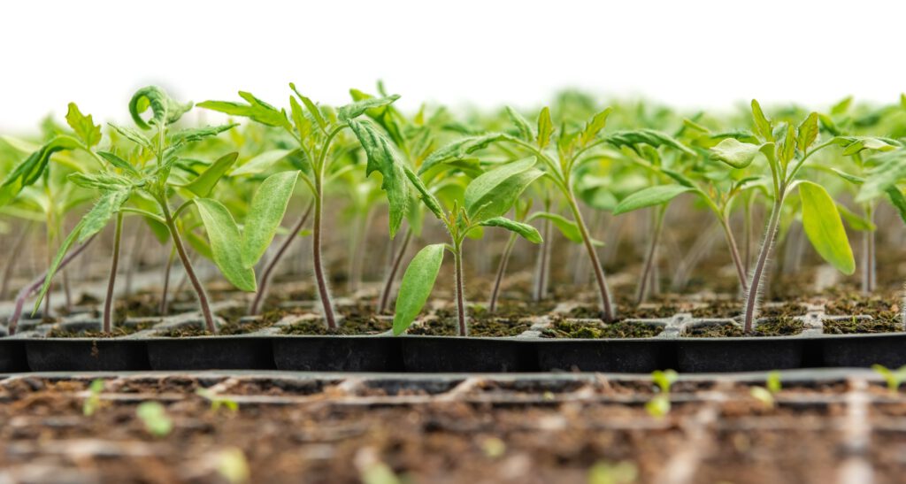 Small seedlings growing in cultivation tray