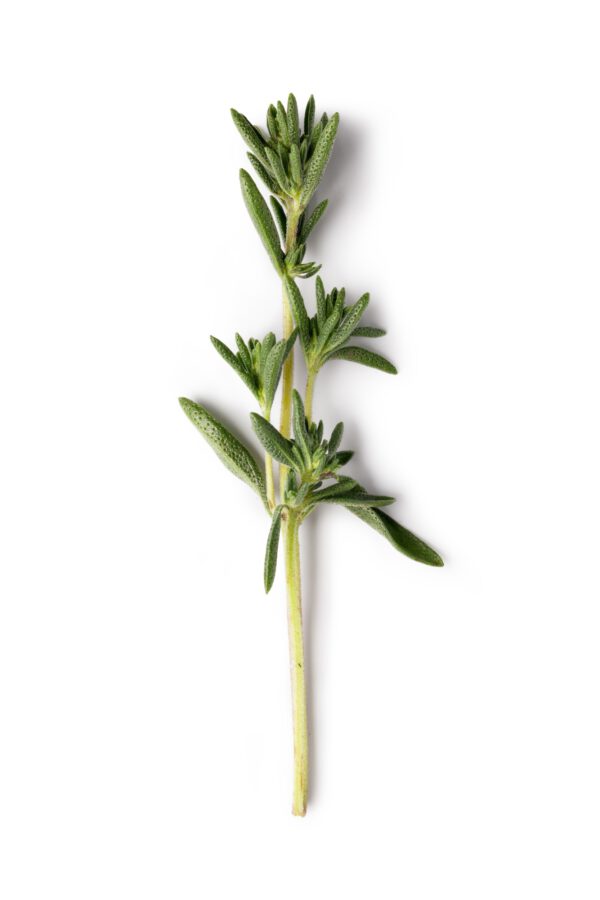 Thyme