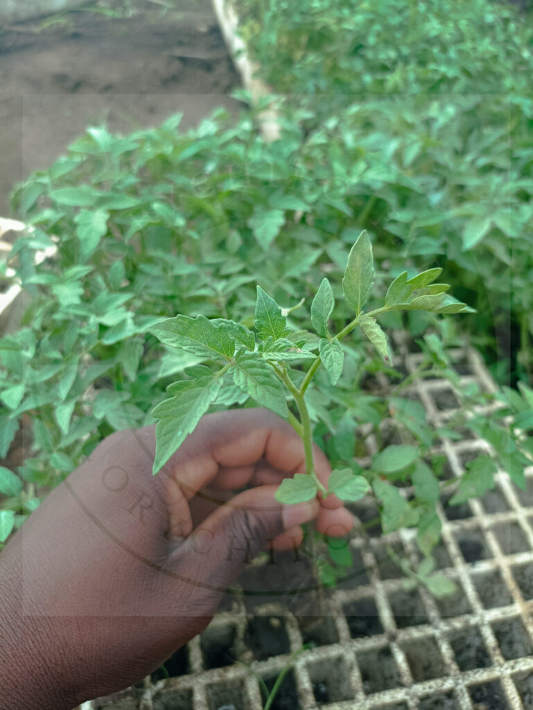 tomato_seedlings