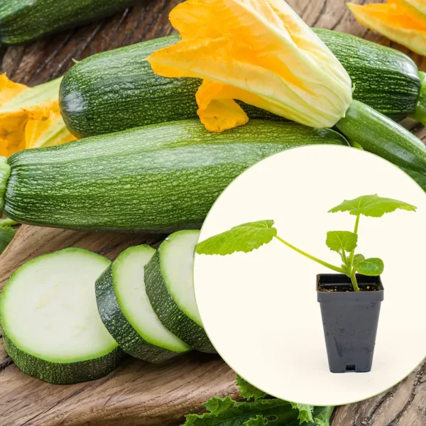 Endurance Zucchini Squash Seedling