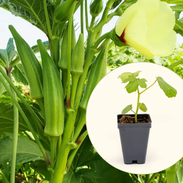 Clemson Spineless Okra Seedling