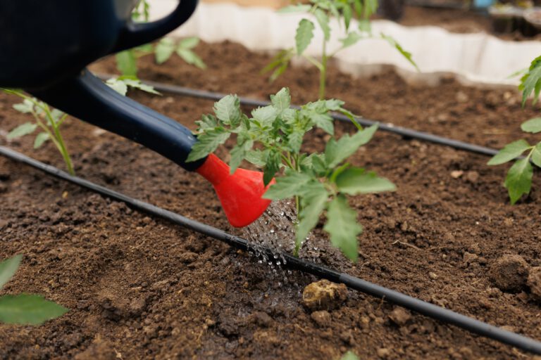 Watering Can in Action Tending to Homegrown Veggies